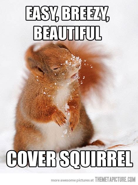 Squirrel With Captions Funny Quotes Quotesgram