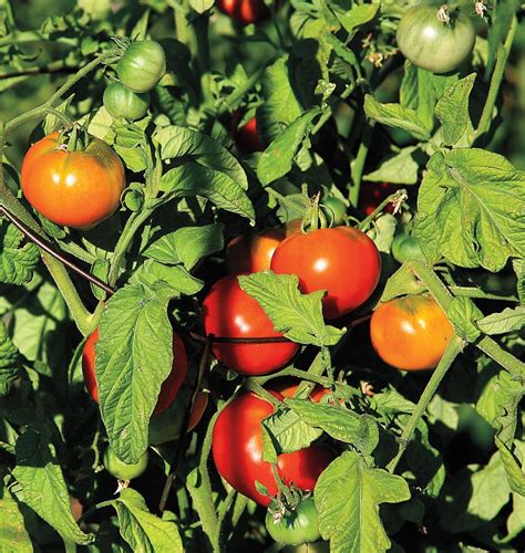 Super Fantastic Tomato Seeds West Coast Seeds