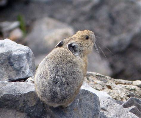 Collared Pika Carmacks Bioblitz · Inaturalist