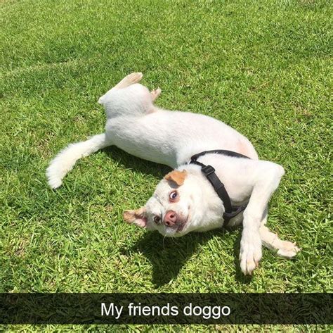 191 Hilarious Dog Snapchats That Are Impawsible Not To Laugh At Part 4