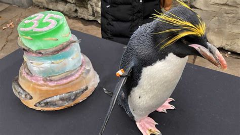 Pittsburgh Zoo And Ppg Aquariums Macaroni Penguin Mickey Turns 35