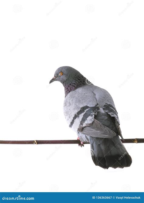 Gray Dove Isolated Stock Image Image Of Bird Nature 136363667