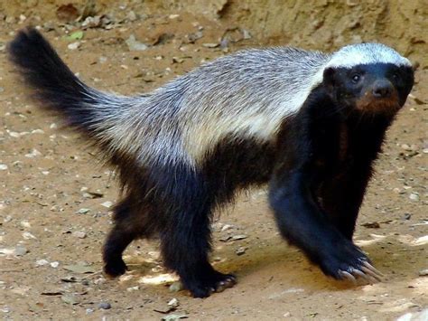 The Honey Badger Or Ratel Is Native To Africa Honey Badger Animal