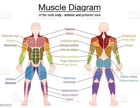 Muscle Diagram Most Important Muscles Of An Athletic Male Body Anterior