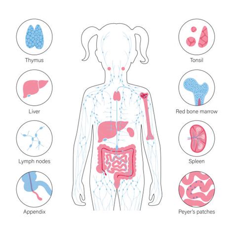 Lymphatic System Icon Illustrations Royalty Free Vector Graphics