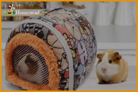 Top 5 Best Guinea Pig Carriers For Traveling