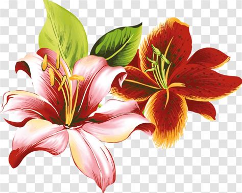 Hemerocallis Fulva Flower Lilium Clip Art Lily Pastel Transparent PNG