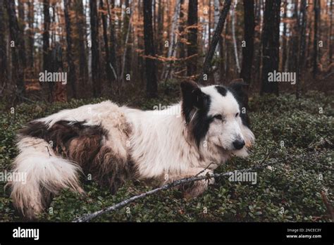 An Old White Dog Of The Yakut Laika Breed Lies On The Grass In The