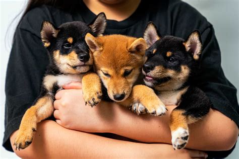 Shiba Inu Breeders In Ontario 5 Best Choices