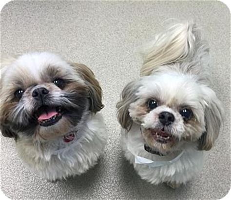 Connecting loving adoptive families with children yearning for a family. Kipper & Blue | Adopted Dog | Charlotte, NC | Shih Tzu