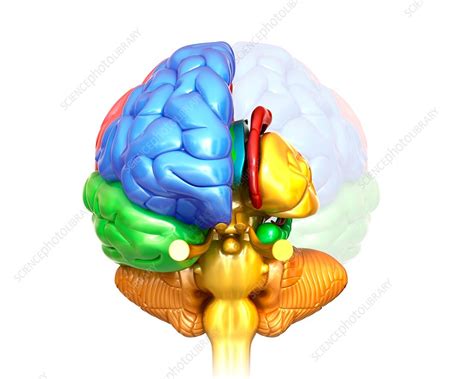 Human Brain Regions And Anatomy Illustration Stock Image F0200819