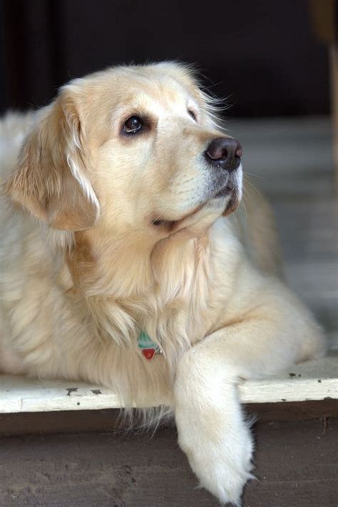 30 Best Dog Names For Gorgeous Golden Retrievers Pictures