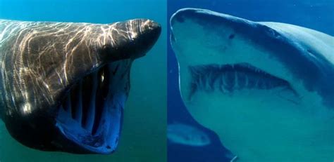 Basking Shark Vs Great White Shark Ocean Info