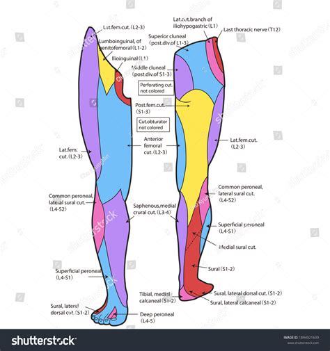 Medical Illustration Explain Dermatome Leg 库存插图 1894921639 Shutterstock