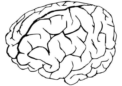 Human Brain Coloring Pages Coloring Home