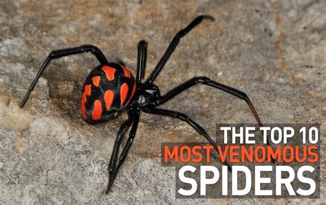 Most Dangerous Spiders In The World The List Of Top 10 Storytimes