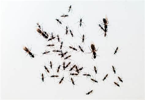 How To Get Rid Of Flying Ants Bob Vila