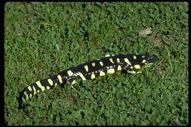 Calphotos Ambystoma Californiense California Tiger Salamander