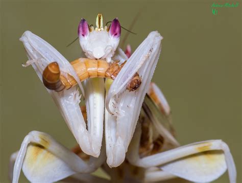 Buy mantis and get the best deals at the lowest prices on ebay! Hymenopus coronatus (Orchid Mantis) - The Praying Mantis