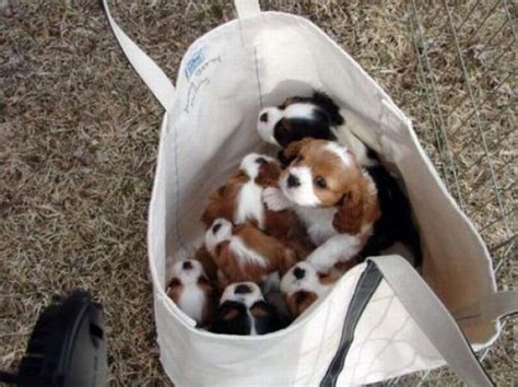 I Know You All Like Cute Puppies So Heres A Bag Full Of Them