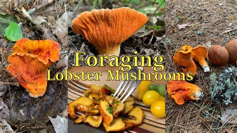 Foraging And Cooking Wild Lobster Mushrooms Youtube