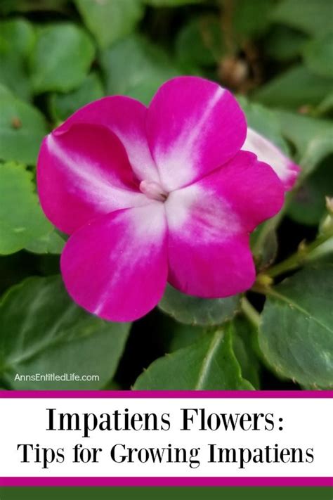 Impatiens Flowers Tips For Growing Impatiens