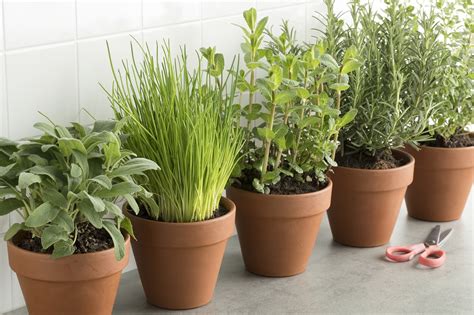 The Best Winter Herbs That Can Survive Colder Temperatures