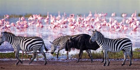 Lake Nakuru National Park Kenya Kenya Safaris Tours Kenya Tours