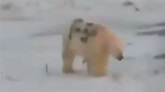 北極熊遭噴漆寫字 專家警告：恐造成生命危險 | TVBS | LINE TODAY
