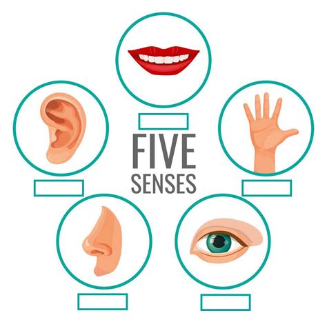 Junior Stage 4 Unit 12 Five Senses Diagram Quizlet