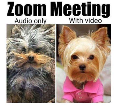 Make the funny and entertaining video meetings. Integrate Zoom Meetings with a website for optimal video ...