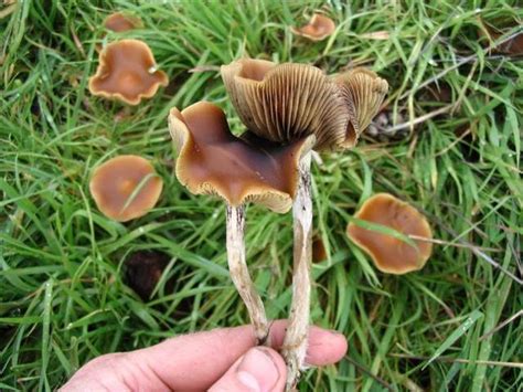 Magic Mushroom Identification Gallery