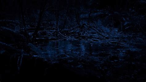 Rain Hitting Pool In The Forest At Night By Rockfordmedia Videohive