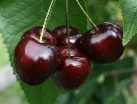 Buy Summer Sun Dwarf Gisele Cherry Online Crj Fruit Trees Nursery Uk