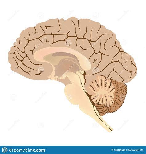 Human Brain. Graphic Illustration Anatomy Stock Vector - Illustration ...