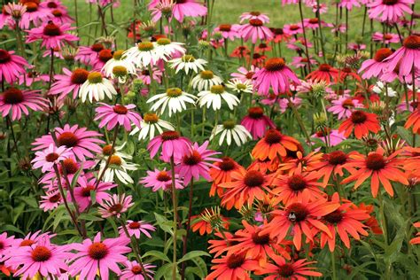 Echinacea Tipps Zu Aussaat Standort Und Pflege Beetfreundede