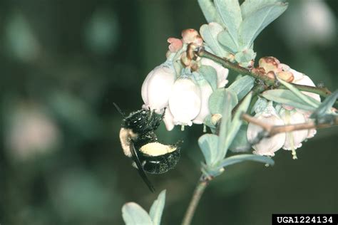 Southeastern Blueberry Bee Habropoda Laboriosa