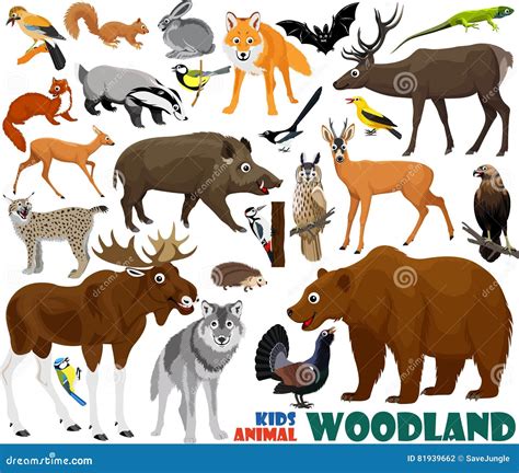Set Of Cute Woodlands Animals Vector Illustration