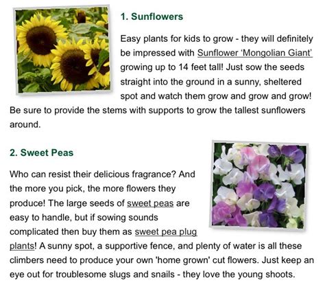 10 Easiest Flowers To Grow For Beginners🌻🌹 Musely
