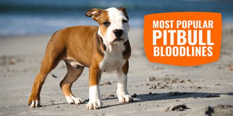 10 Types Of Pitbull Bloodlines With Pictures Pet Keen