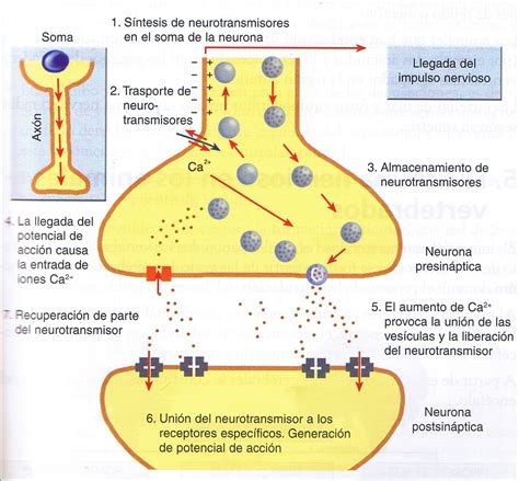 Redes Neuronales Sinapsis