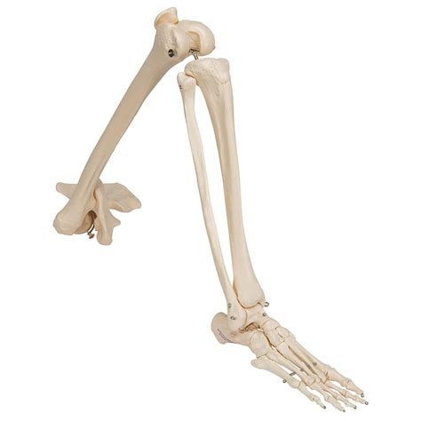 3b Scientific A36l Leg Skeleton With Hip Bone