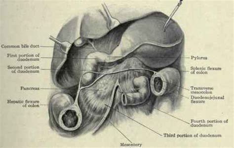 It curves in the shape of a c around the head of the pancreas. The Duodenum