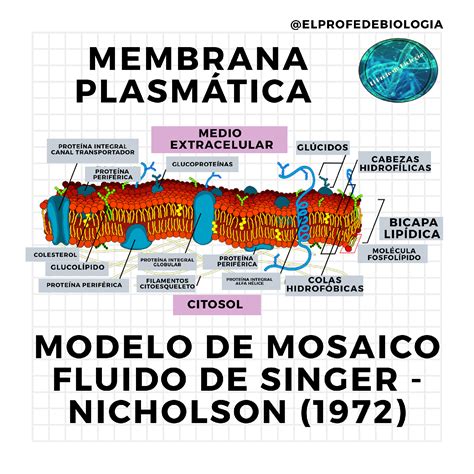 Modelo Mosaico Fluido De Singer Nicholson 1972