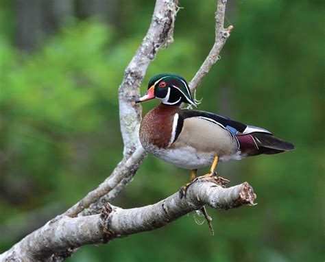 Wood Duck Biology Life History And Identification Waterfowl Profile