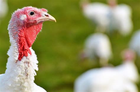 12 Turkey Facts Youll Gobble Up Peta2