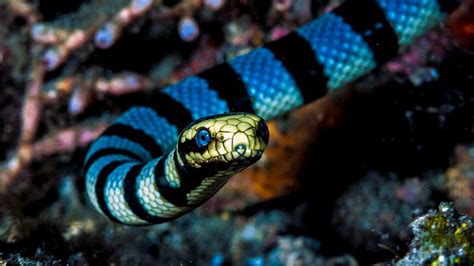 Sea Snakes Can Be More Venomous Than Rattlesnakes Howstuffworks