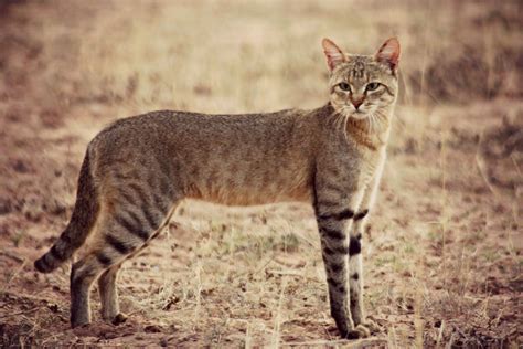 African Wild Catnot The Stay At Home Version African Wild Cat