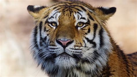 Hd wallpapers and background images. Tiger Wild Animal 4k, HD Animals, 4k Wallpapers, Images ...