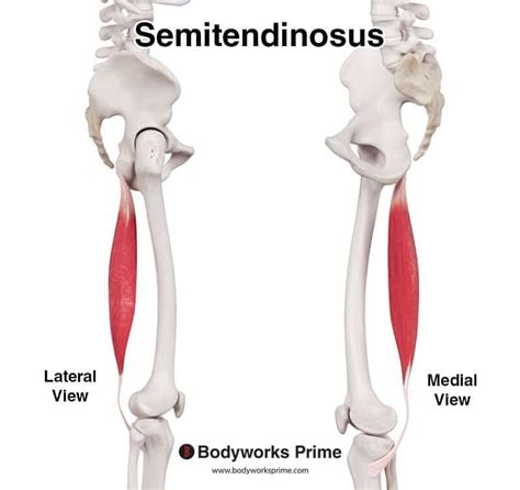 Semitendinosus Muscle Anatomy Bodyworks Prime